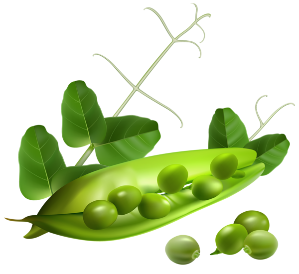 This png image - Pea Pod PNG Clipart, is available for free download