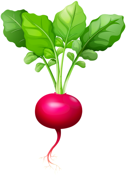 This png image - Radish PNG Clip Art, is available for free download