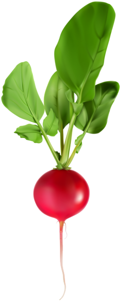 This png image - Radish PNG Clip Art Image, is available for free download