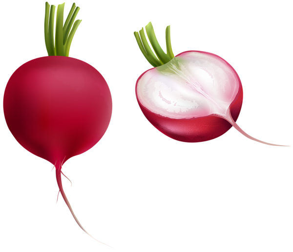 This png image - Radish PNG Clipart, is available for free download