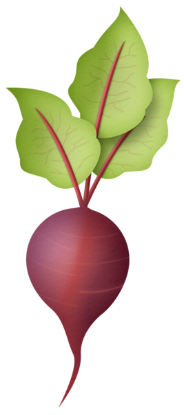 This png image - Radish PNG Clipart, is available for free download