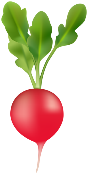 This png image - Radish Transparent Image, is available for free download