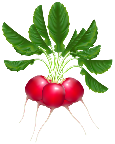 This png image - Radishes PNG Clipart, is available for free download