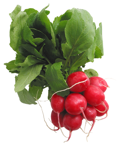 This png image - Radishes PNG Picture, is available for free download