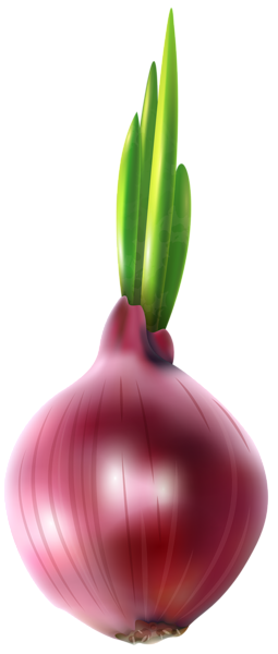 This png image - Red Onion Free PNG Clip Art Image, is available for free download