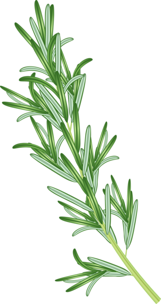 This png image - Rosemary Herb PNG Clipart, is available for free download