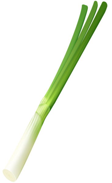 Spring Onion PNG Clip Art Image | Gallery Yopriceville ...