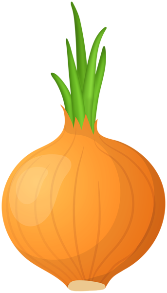 This png image - Yellow Onion PNG Clipar, is available for free download