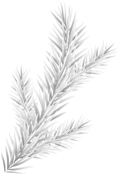 This png image - White Pine Branch Transparent Clipart, is available for free download