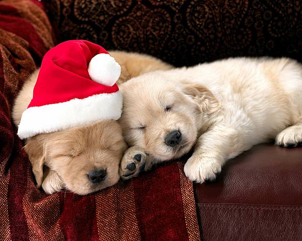 This jpeg image - Cute Christmas Wallpaper With Two Puppies, is available for free download