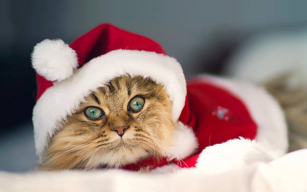 This jpeg image - Cute Santa Christmas Kitten Wallpaper, is available for free download