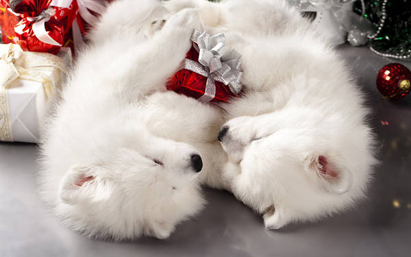 This jpeg image - White Puppies Christmas Wallpaper, is available for free download