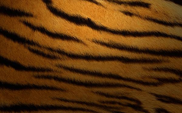 This jpeg image - Tiger, is available for free download