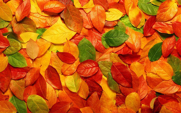 This jpeg image - Autum Fall Leaves, is available for free download