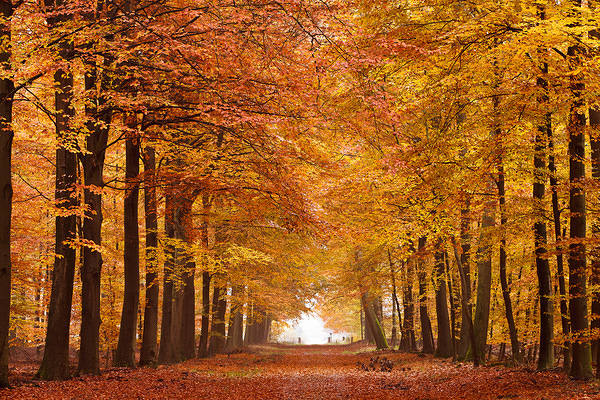 This jpeg image - Autumn Forest Wallpaper, is available for free download