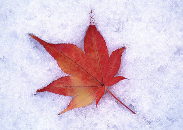 This jpeg image - Autumn Leaf in the Snow Wallpaper, is available for free download
