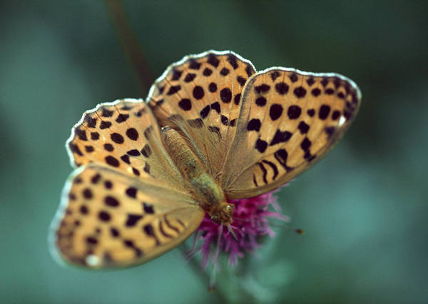 This jpeg image - Beautiful Butterfly Wallpaper, is available for free download