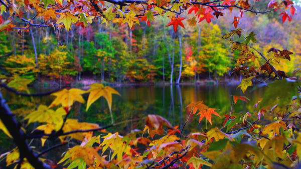 This jpeg image - Beautiful Fall Leaves, is available for free download