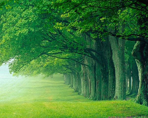 This jpeg image - Beautiful Green Forest Background, is available for free download