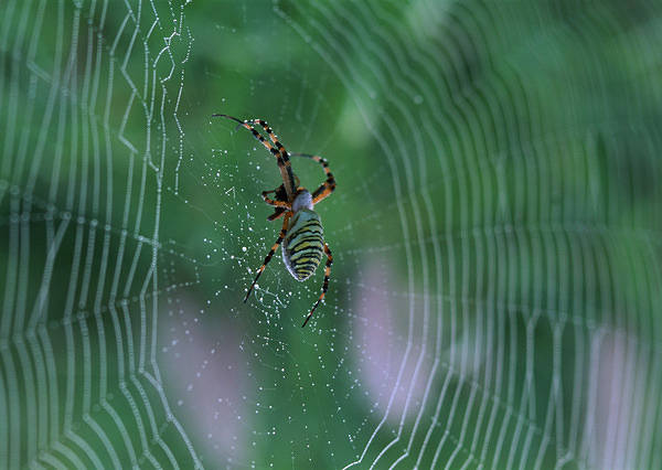 This jpeg image - Beautiful Spider and Spiderweb Wallpaper, is available for free download