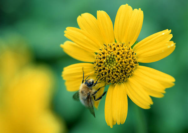 This jpeg image - Bee on Yellow Flower Wallpaper, is available for free download