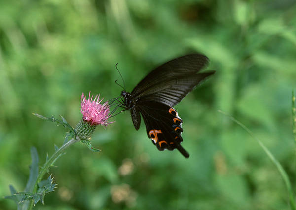 Black Butterfly Wallpaper | Gallery Yopriceville - High-Quality Images