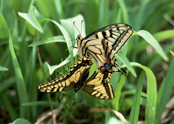 This jpeg image - Butterflies in the Grass Wallpaper, is available for free download