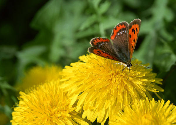 This jpeg image - Butterfly and Dandelions Wallpaper, is available for free download