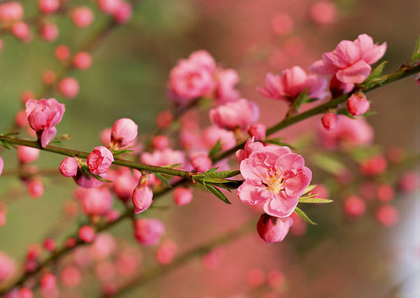 This jpeg image - Cherry Blossom Wallpaper, is available for free download