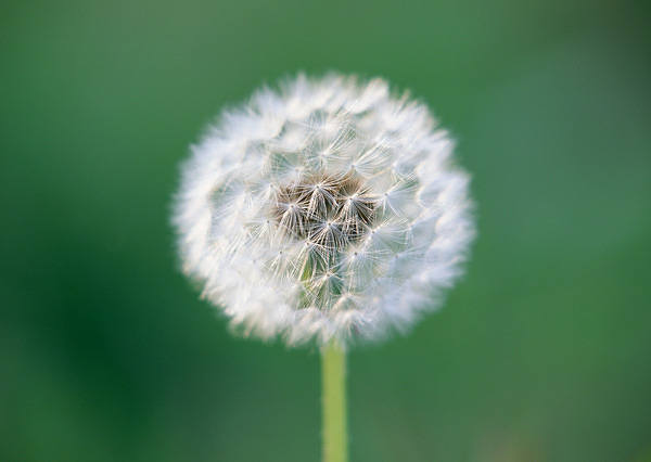 This jpeg image - Dandelion Wallpaper, is available for free download