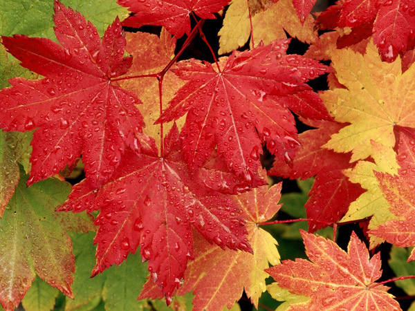 This jpeg image - Fall Leaves Wallpaper, is available for free download
