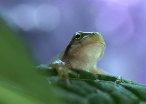 This jpeg image - Frog and Leaves Wallpaper, is available for free download