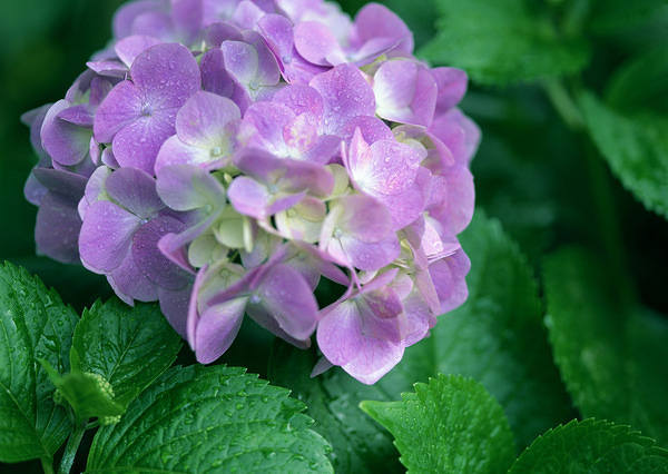This jpeg image - Hortensia Wallpaper, is available for free download