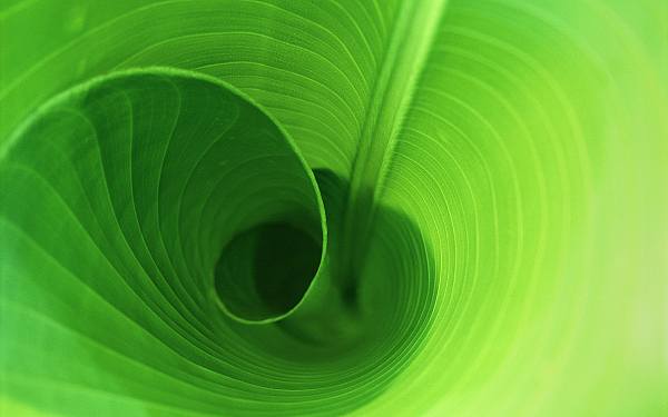 This jpeg image - Leaf Curl, is available for free download