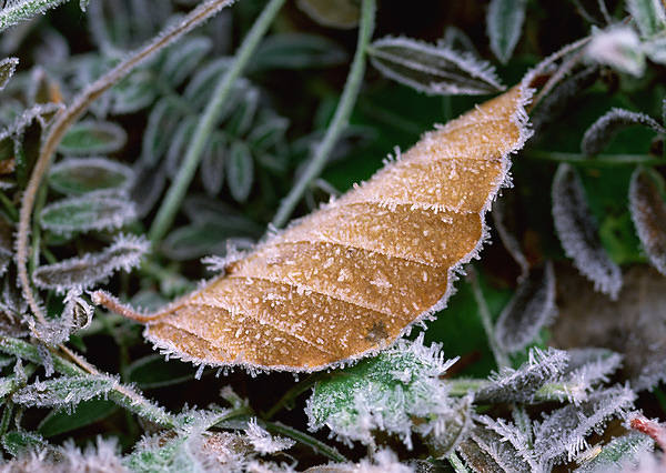 This jpeg image - Leaves with Frost Wallpaper, is available for free download