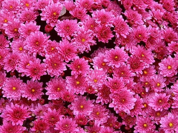 This jpeg image - Magenta-Mums-Flowers, is available for free download