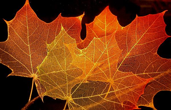 This jpeg image - Maple leaf structure, is available for free download