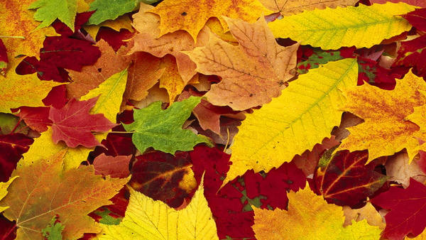 This jpeg image - Nice Fall Leaves, is available for free download