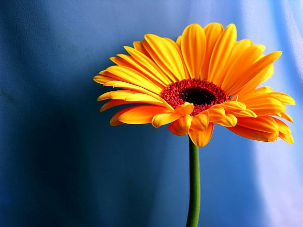 This jpeg image - Orange flower, is available for free download