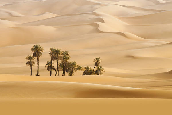 This jpeg image - Palms in the Desert Wallpaper, is available for free download