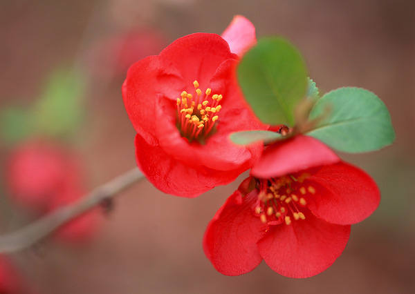 This jpeg image - Red Blossom Wallpaper, is available for free download