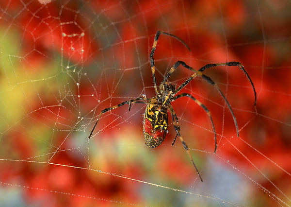 This jpeg image - Spider and Spiderweb Red Wallpaper, is available for free download