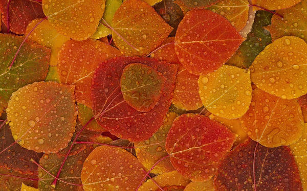 This jpeg image - Wet Fall Leafs, is available for free download