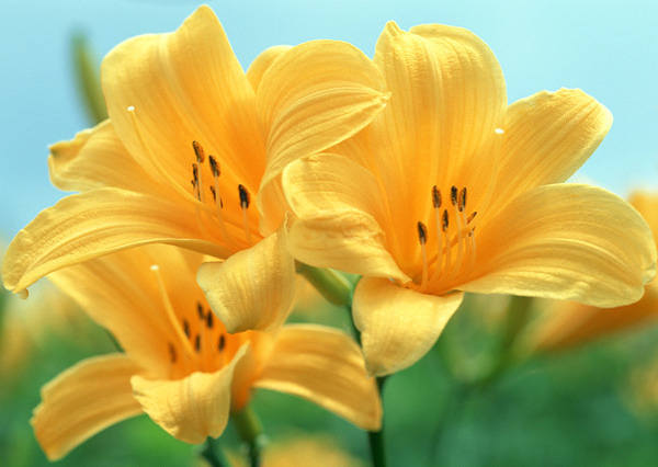 This jpeg image - Yellow Flowers Wallpaper, is available for free download