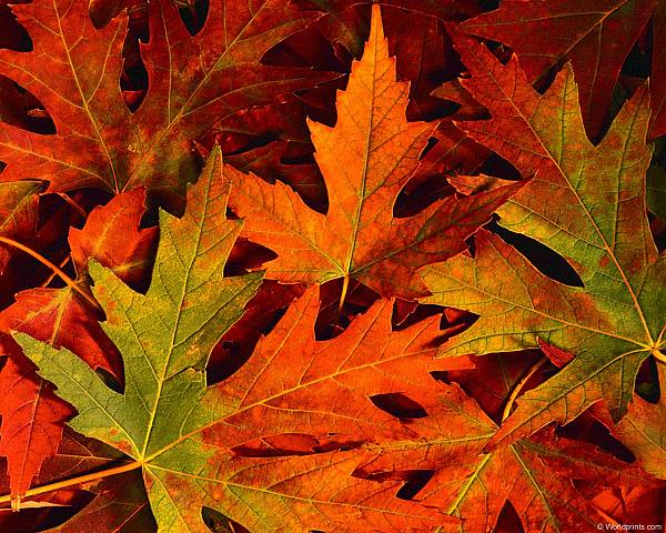 This jpeg image - fall leaves, is available for free download