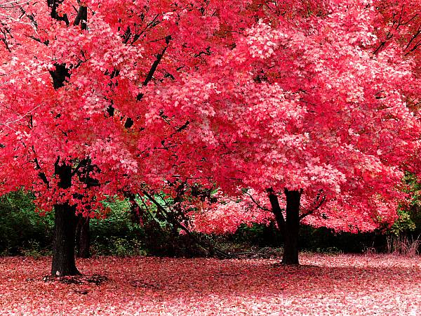 This jpeg image - pink-autumn, is available for free download