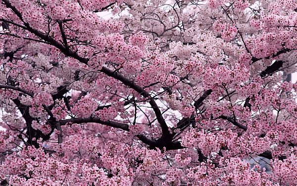 This jpeg image - pink-spring, is available for free download