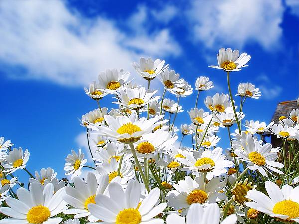This jpeg image - spring-daisies, is available for free download
