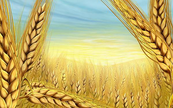 This jpeg image - summer-wheat, is available for free download