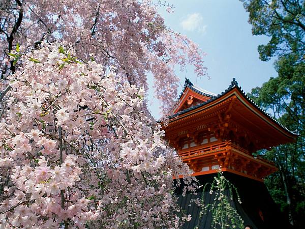 This jpeg image - Cherry Blossoms Temple, is available for free download